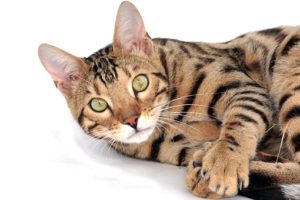 head & shoulders, tiger-striped Bengal cat