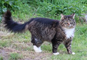 Norwegian Forest cat, grey, longhaired, white feet