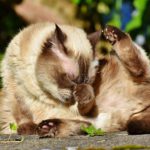 Cat washing