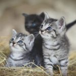 3 kittens seated, looking up