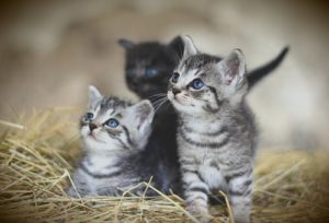 3 kittens:1 black, two grey striped