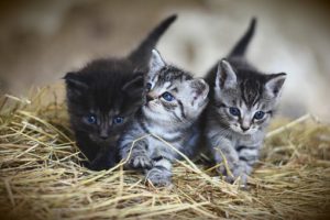 e kittens walking side by side in hay