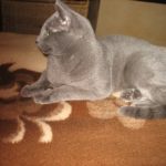 Blue cat lying down, showing silvery sheen of coat