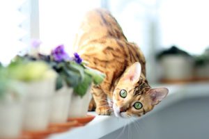 cat, yellowish with black stripes