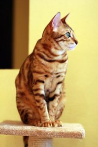 striped Bengal cat sitting on flat-topped post