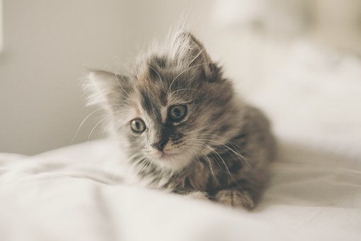 grey kitten, white background