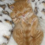 orange kitten sleeping
