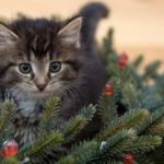kitten in Christmas tree