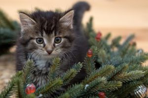 Dark grey kitten in pine boughs