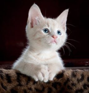White kitten, looking up