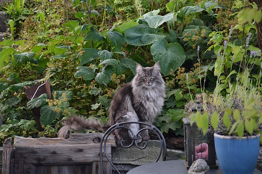 Norwegian Forest cat on fence