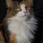 Grey, yellow, white Norwegian Forest cat. head, shoulders