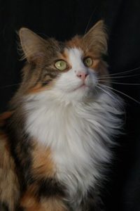 N.F. cat orange head and white bib