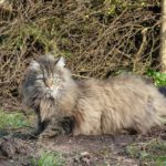 Very furry grey Norwegian Forest cat