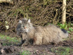 Silver-grey Norwegian forest cat