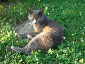 Blue-grey cat lying outside in grass