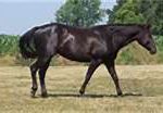 Black horse