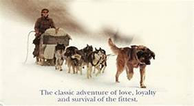 Buck leading dog team