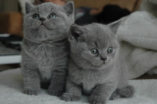 2 blue-grey kittens, sitting