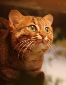 Orange cat (Rusty Spotted Cat)