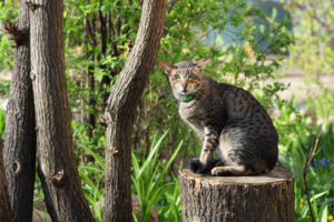 Egyptian mau on stump