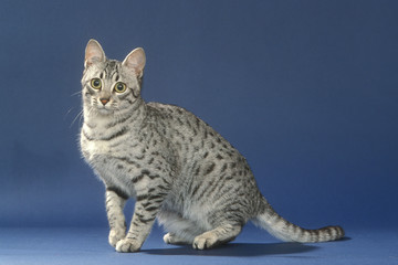 grey spotted cat