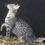 Spotted Egyptian mau cat