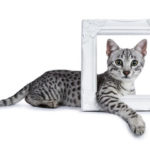 small spotted cat with one foot through picture frame