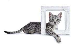 young Egyptian mau