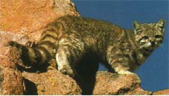 Striped cat with bushy tail on rocks