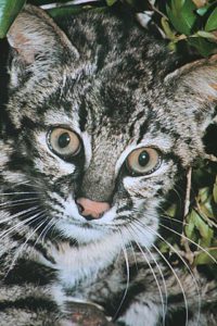 Cat face, grey with black stripes