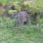 Grey cat with mottled coat in jungle