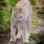 lynx walking