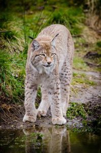 lynx walking