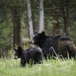 Black bear and cub in woods