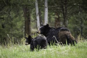 Black bear and cub in woods