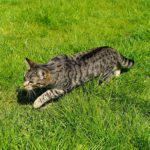 cat sneaking through grass