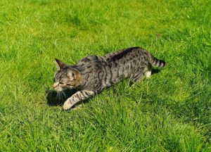 cat creeping through grass