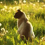 Siamese cat sitting in greenery