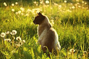 Siamese cat sitting in greenery