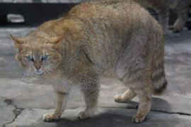 Orange tiger-looking cat, looking mad