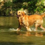 brown dog wading in stream