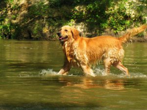 brown dog wading in stream