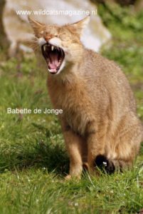 Cat with orange-mottled coat, mouth open, roaring