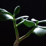 green succulent-looking plant, brown stem