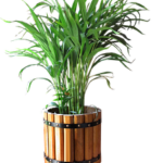 many-branched green palm plant in brown container