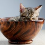 kitten sleeping in wooden bowl