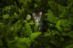 small cat in green bushes
