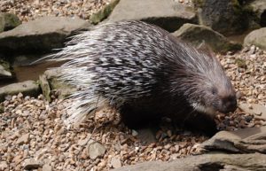 porcupine on gravel