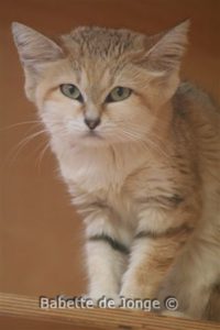 Light tan cat with a few brown stripes